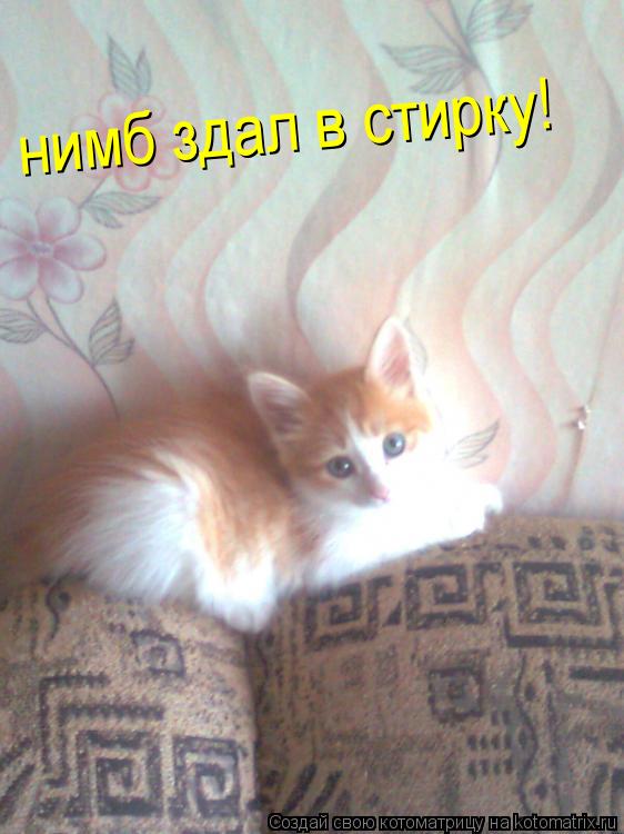 Котоматрица: нимб здал в стирку!
