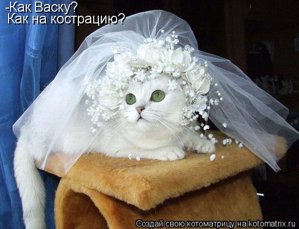 Котоматрица: -Как Васку? Как на кострацию?
