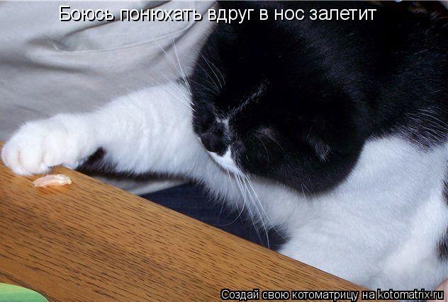 Котоматрица: Боюсь понюхать вдруг в нос залетит
