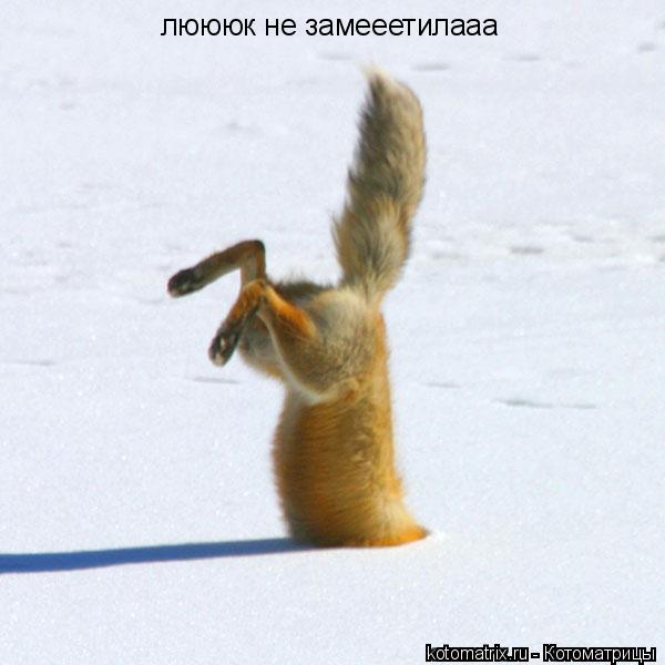 Котоматрица: люююк не замееетилааа