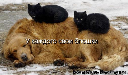 Котоматрица: У каждого свои блошки