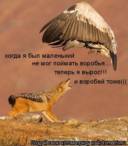 когда я был маленький не мог поймать воробья... теперь я вырос!!! и воробей тоже(((... Котоматрица: когда я был маленький не мог поймать воробья... теперь я вырос!!! и воробей тоже(((