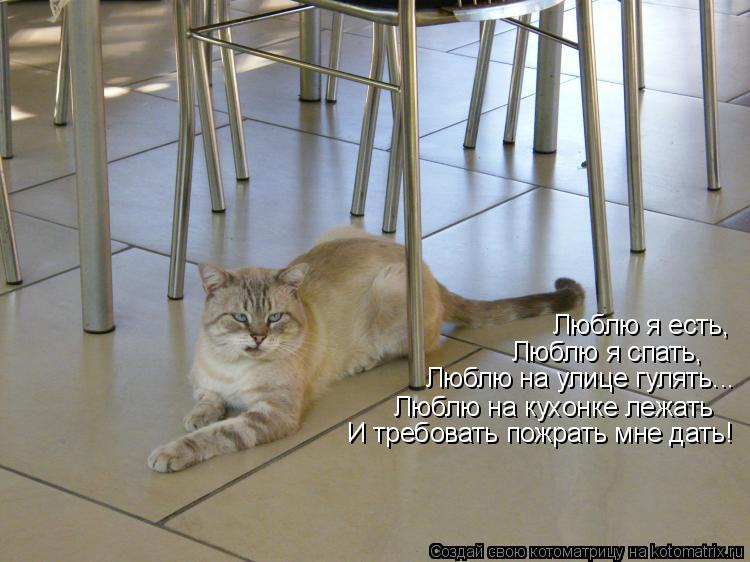 Котоматрица: Люблю я есть,  Люблю я спать, Люблю на кухонке лежать  И требовать пожрать мне дать! Люблю на улице гулять...