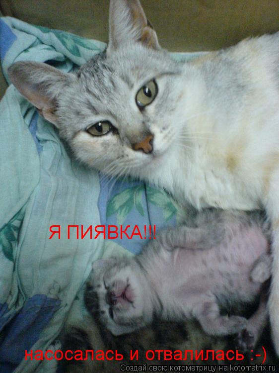 Котоматрица: Я ПИЯВКА!!! насосалась и отвалилась :-)