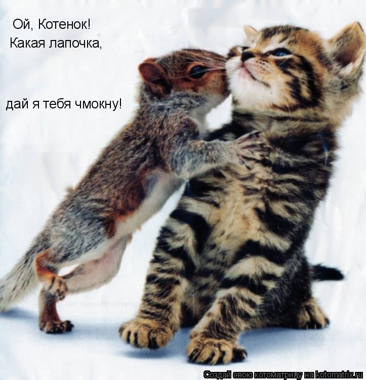 Котоматрица: Ой, Котенок! Какая лапочка, дай я тебя чмокну!