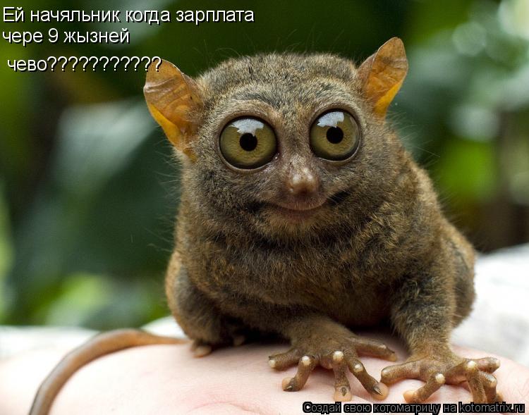 Котоматрица: Ей начяльник когда зарплата чере 9 жызней чево???????????