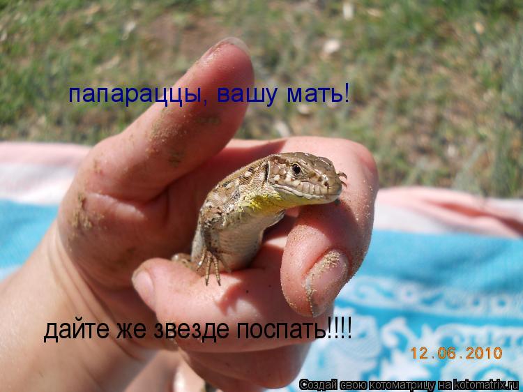 Котоматрица: папараццы, вашу мать! дайте же звезде поспать!!!!