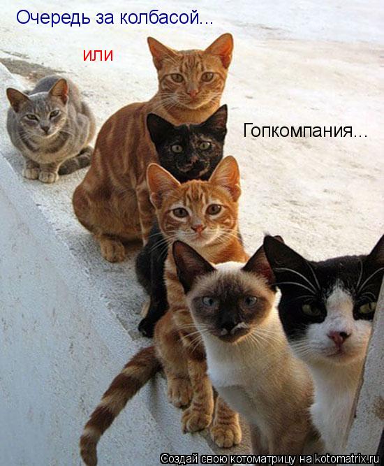 Котоматрица: Очередь за колбасой... или Гопкомпания...