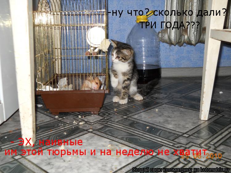 Котоматрица: ТРИ ГОДА??? -ну что? сколько дали? - ЭХ, наивные им этой тюрьмы и на неделю не хватит