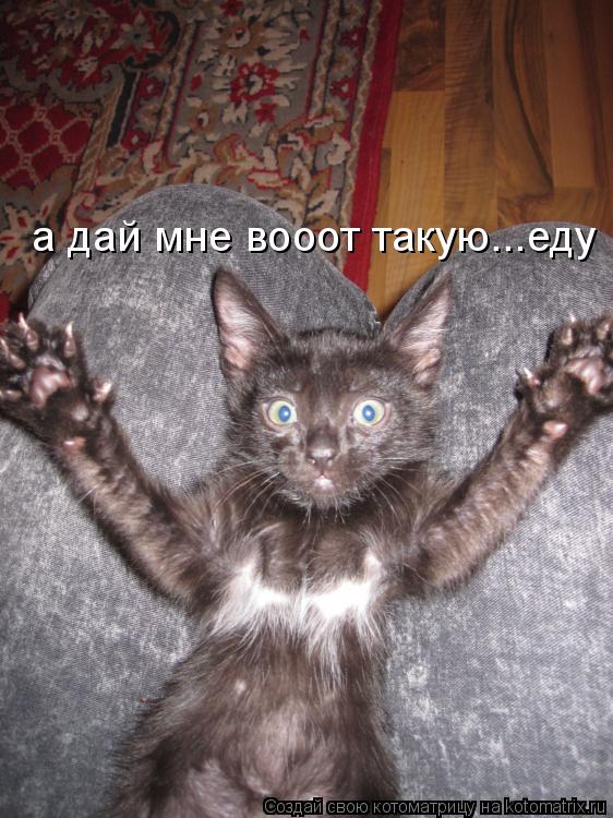 Котоматрица: а дай мне вооот такую...еду
