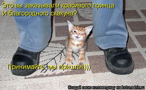 Это вы заказывали красивого принца И благородного скакуна? Принимайте, мы пришли!)))... Котоматрица: Это вы заказывали красивого принца И благородного скакуна? Принимайте, мы пришли!)))