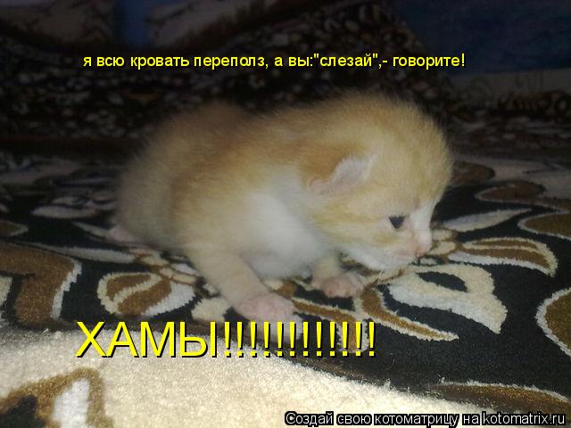 Котоматрица: я всю кровать переполз, а вы:"слезай",- говорите!  ХАМЫ!!!!!!!!!!!!