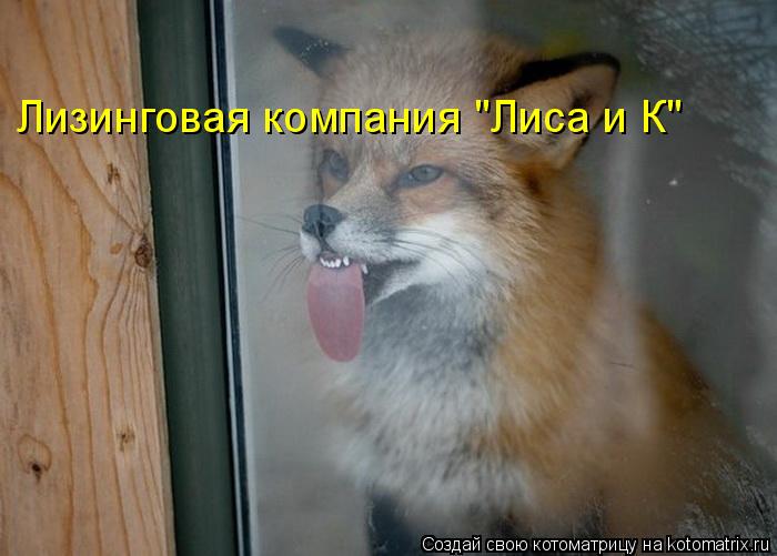 Котоматрица: Лизинговая компания "Лиса и К"