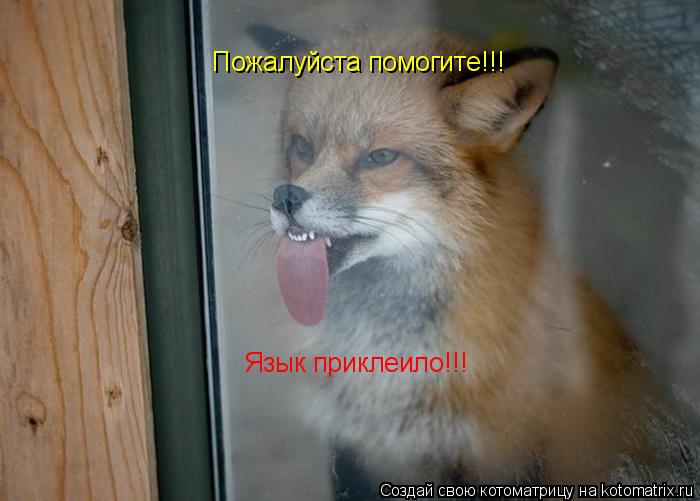 Котоматрица: Пожалуйста помогите!!! Язык приклеило!!!