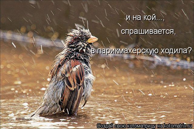 Котоматрица: и на кой...,  спрашивается,  в парикмахерскую ходила?