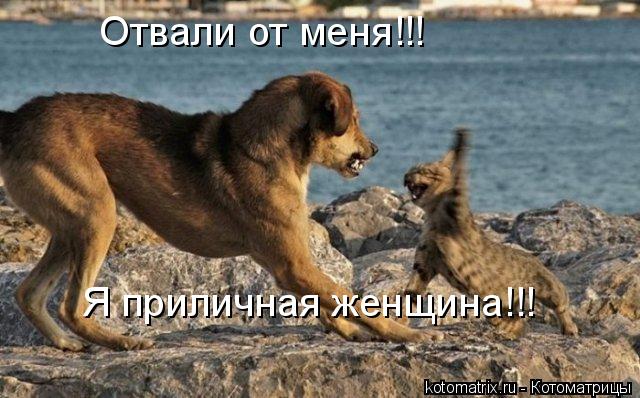 Котоматрица: Отвали от меня!!! Я приличная женщина!!!