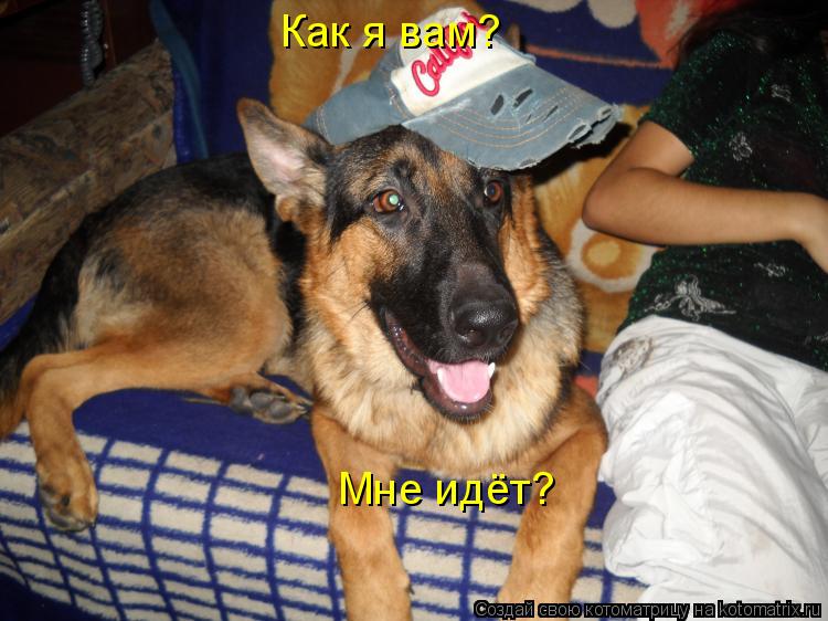 Котоматрица: Как я вам? Мне идёт?