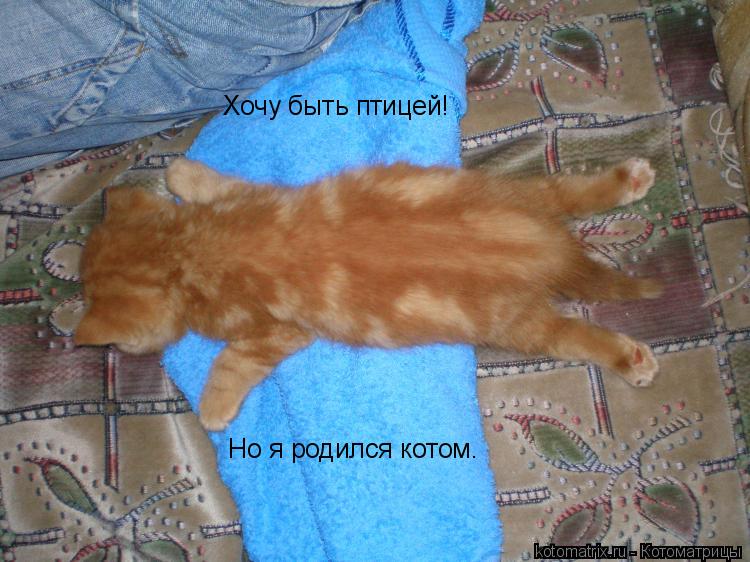 Котоматрица: Хочу быть птицей! Но я родился котом.
