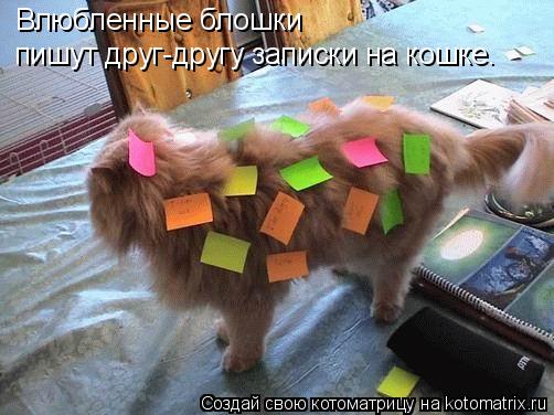Влюбленные блошки пишут друг-другу записки на кошке.... Котоматрица: Влюбленные блошки пишут друг-другу записки на кошке.
