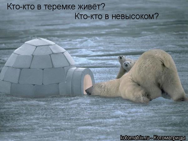 Котоматрица: Кто-кто в теремке живёт?  Кто-кто в невысоком? Кто-кто в невысоком?
