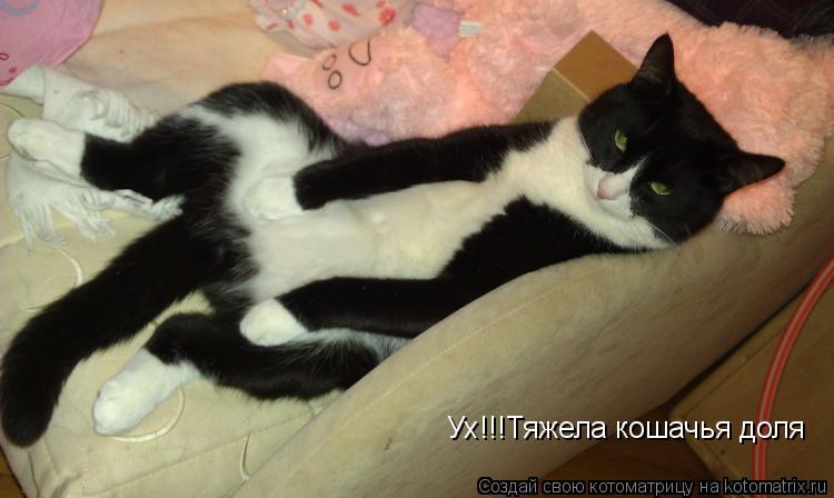 Котоматрица: Ух!!!  Тяжела кошачья доля... Ух!!!Тяжела кошачья доля