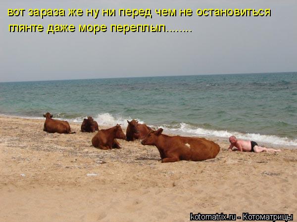 Котоматрица: вот зараза же ну ни перед чем не остановиться  глянте даже море переплыл........