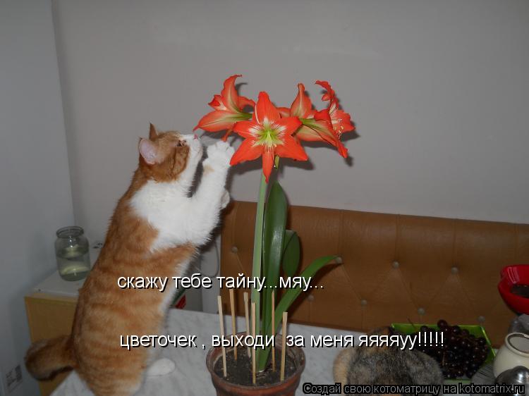 Котоматрица: цветочек , выходи  за меня яяяяуу!!!!! скажу тебе тайну...мяу...