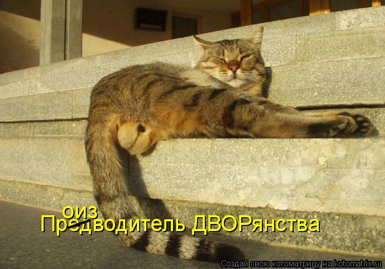 Котоматрица: Предводитель ДВОРянства  / оиз