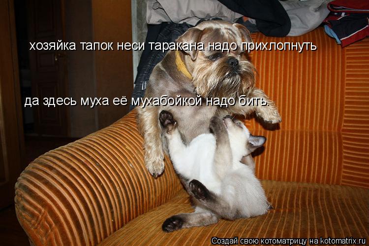Котоматрица: хозяйка тапок неси таракана надо прихлопнуть да здесь муха её мухабойкой надо бить.