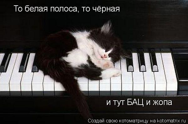 Котоматрица: То белая полоса, то чёрная и тут БАЦ и жопа