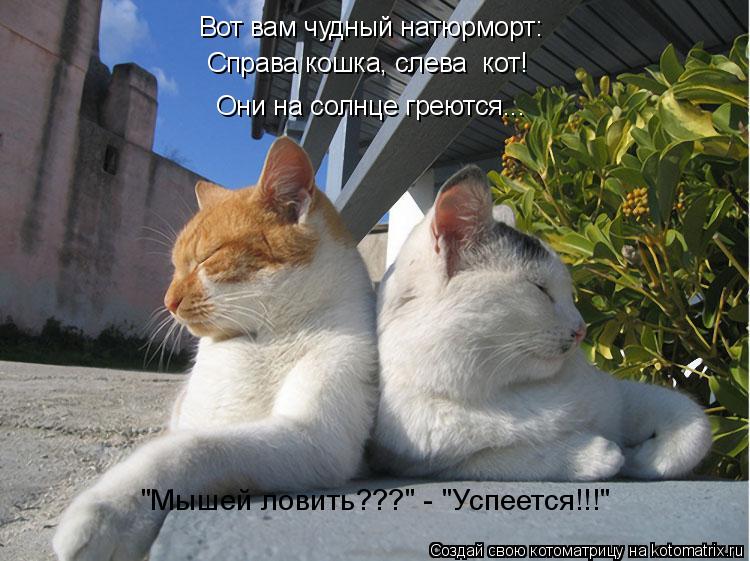 Котоматрица: "Мышей ловить???" - "Успеется!!!" Вот вам чудный натюрморт: Справа кошка, слева  кот! Они на солнце греются...