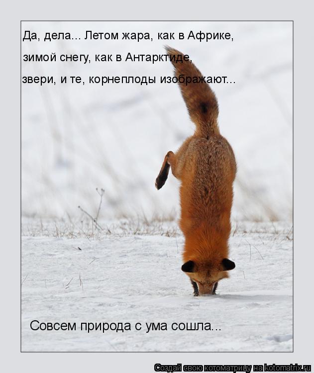 Котоматрица: Совсем природа с ума сошла... Да, дела... Летом жара, как в Африке, зимой снегу, как в Антарктиде, звери, и те, корнеплоды изображают...