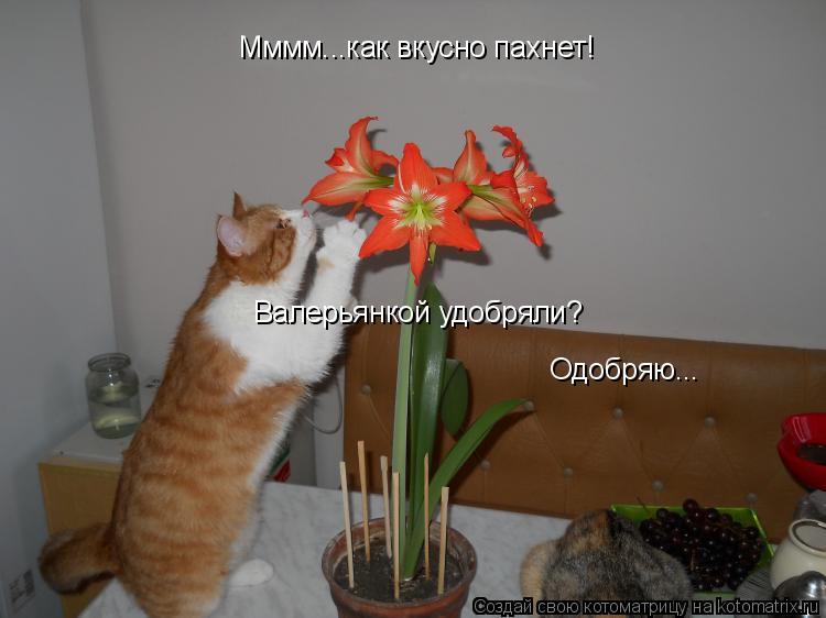 Котоматрица: Мммм...как вкусно пахнет! Валерьянкой удобряли? Одобряю...