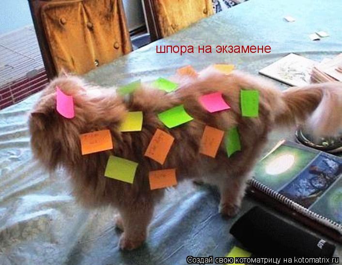 Котоматрица: шпора на экзамене