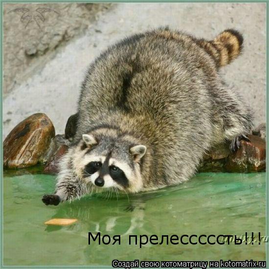Котоматрица: Моя прелесссссть!!!