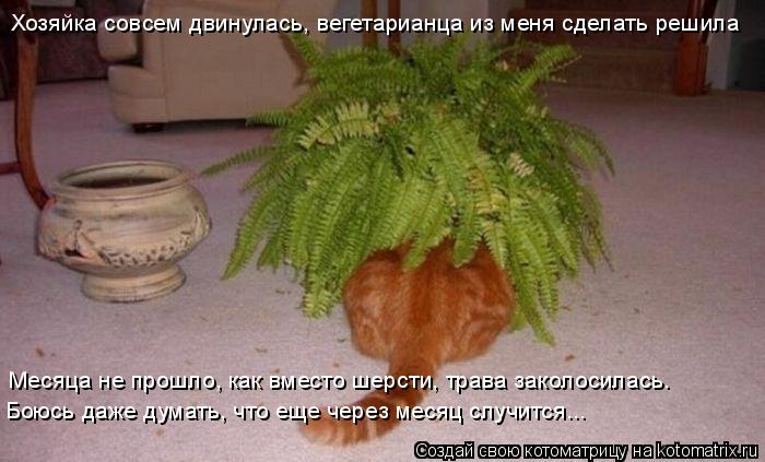Хозяйка совсем двинулась, вегетарианца из меня сделать решила Месяца не прошло, как вместо шерсти, тр... Котоматрица: Хозяйка совсем двинулась, вегетарианца из меня сделать решила Месяца не прошло, как вместо шерсти, трава заколосилась. Боюсь даже думать, ч