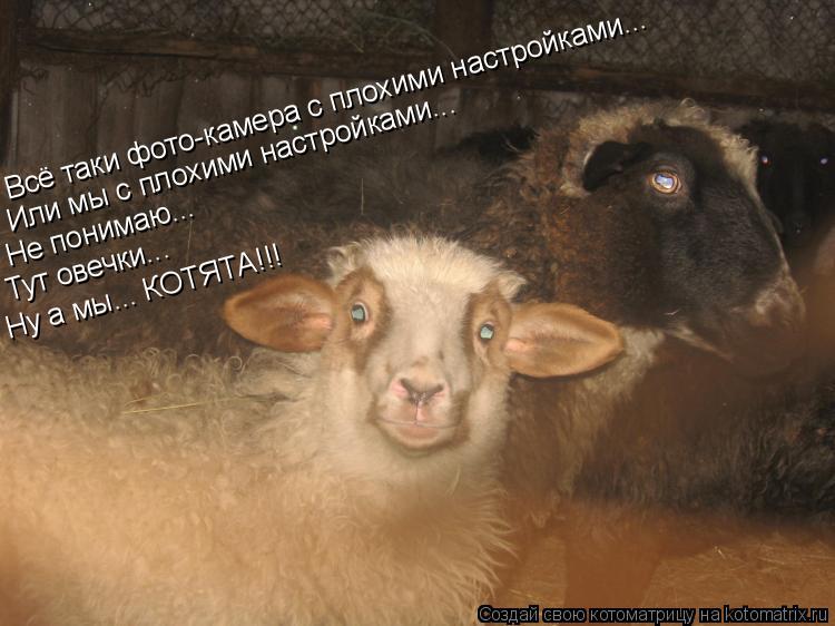 Всё таки фото-камера с плохими настройками... Или мы с плохими настройками... Не понимаю... Тут овечк... Котоматрица: Всё таки фото-камера с плохими настройками... Или мы с плохими настройками... Не понимаю... Тут овечки... Ну а мы... КОТЯТА!!!