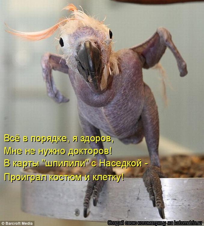 Котоматрица: Всё в порядке, я здоров,  Мне не нужно докторов!  В карты "шпилили" с Наседкой -  Проиграл костюм и клетку!