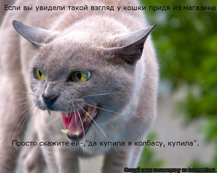 Если вы увидели такой взгляд у кошки придя из магазина. Просто скажите ей-,"да купила я колбасу, куп... Котоматрица: Если вы увидели такой взгляд у кошки придя из магазина. Просто скажите ей-,"да купила я колбасу, купила".