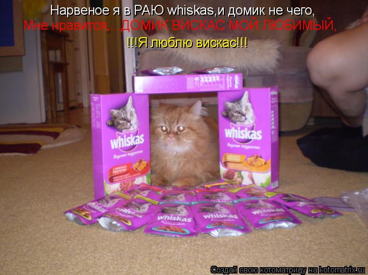 Нарвеное я в РАЮ whiskas,и домик не чего, Мне нравится,...ДОМИК ВИСКАС МОЙ ЛЮБИМЫЙ, !!!Я люблю вискас... Котоматрица: Нарвеное я в РАЮ whiskas,и домик не чего, Мне нравится,...ДОМИК ВИСКАС МОЙ ЛЮБИМЫЙ, !!!Я люблю вискас!!!