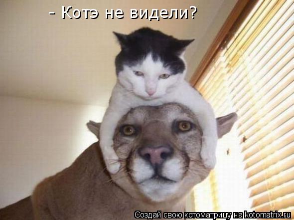 - Котэ не видели?... Котоматрица: - Котэ не видели?