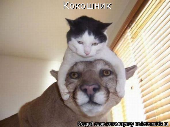 Кокошник... Котоматрица: Кокошник