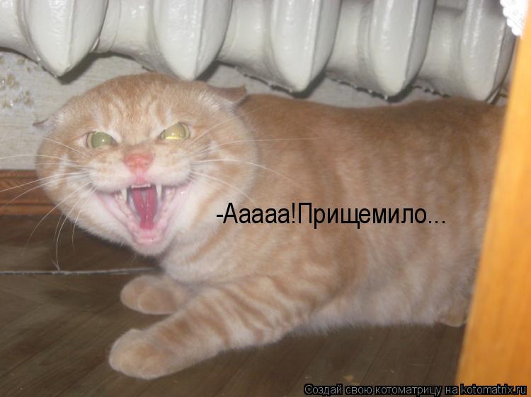 -Ааааа!Прищемило...... Котоматрица: -Ааааа!Прищемило...