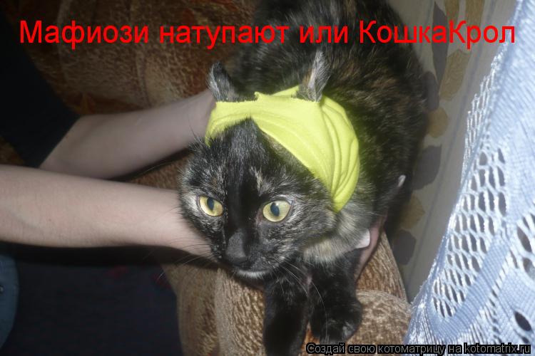Мафиози натупают или КошкаКрол... Котоматрица: Мафиози натупают или КошкаКрол