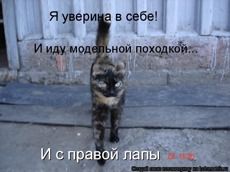 Я уверина в себе! И иду модельной походкой... И с правой лапы И с правой лапы... Котоматрица: Я уверина в себе! И иду модельной походкой... И с правой лапы И с правой лапы