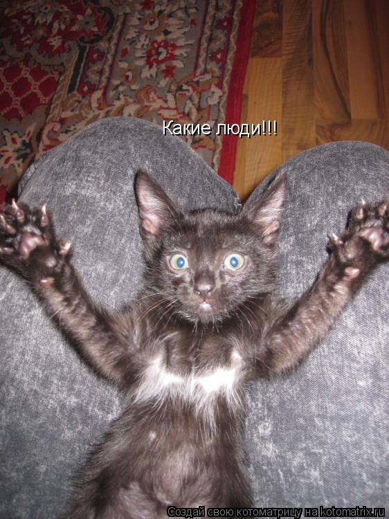 Какие люди!!!... Котоматрица: Какие люди!!!