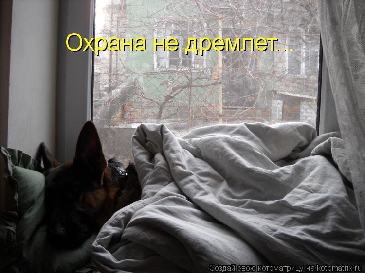 Охрана не дремлет...... Котоматрица: Охрана не дремлет...