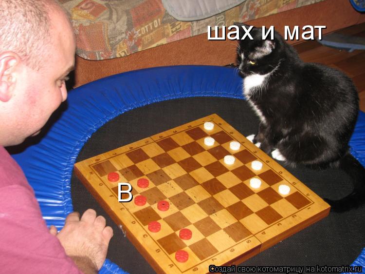 В шах и мат... Котоматрица: В шах и мат