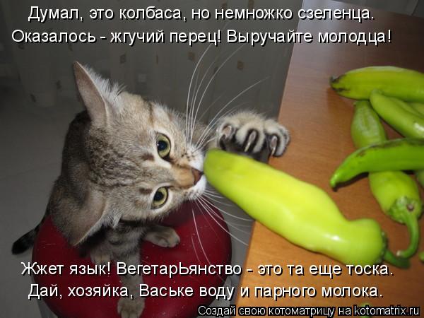 Оказалось - жгучий перец! Выручайте молодца! Жжет язык! ВегетарЬянство - это та еще тоска. Думал, это... Котоматрица: Оказалось - жгучий перец! Выручайте молодца! Жжет язык! ВегетарЬянство - это та еще тоска. Думал, это колбаса, но немножко сзеленца. Дай, хозяй