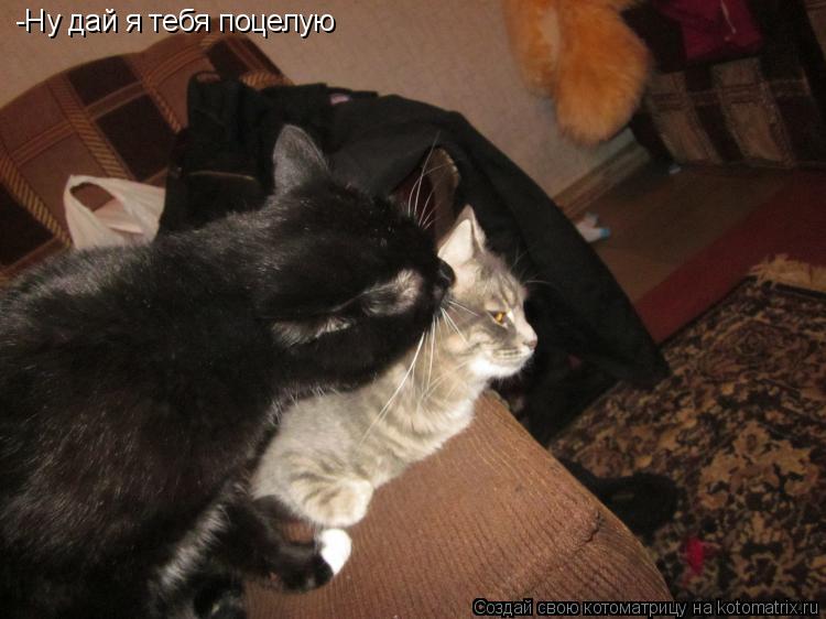 Котоматрица: -Ну дай я тебя поцелую